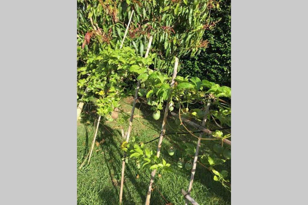 Summer House With Bbq And Garden Horta (Azores) Exterior foto